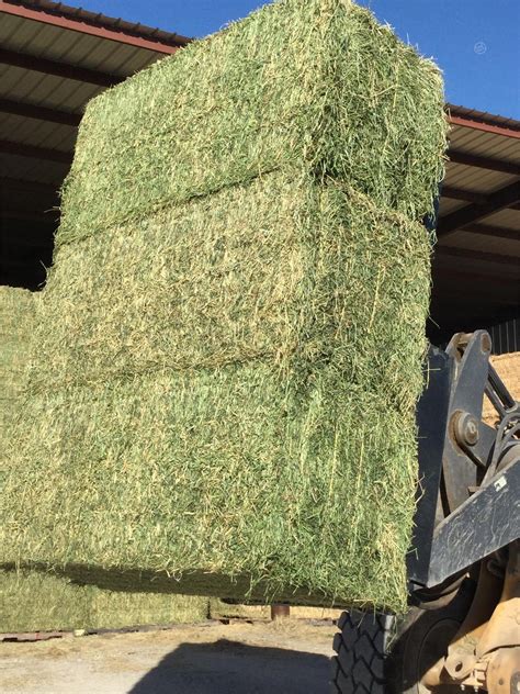 alfalfa hay for sale in texas